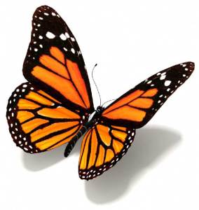 farfalla